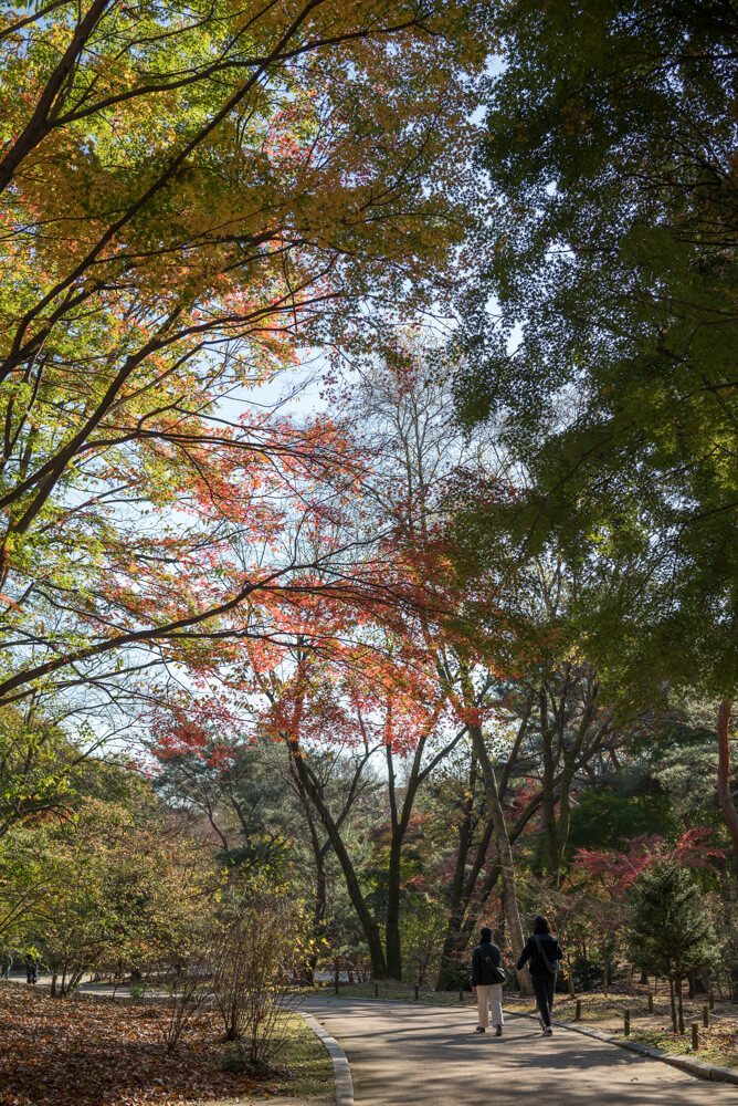 서울 단풍 명소 창경궁