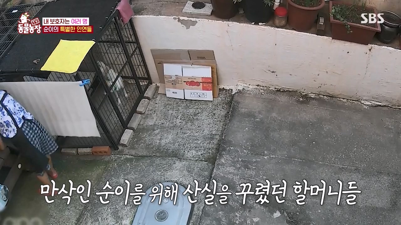 TV 동물농장.E1143.231030p-NEXT.mp4_20231029_162356.057.jpg