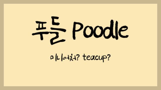  미니어처 VS 장난감, 내가 선택한 푸들은?