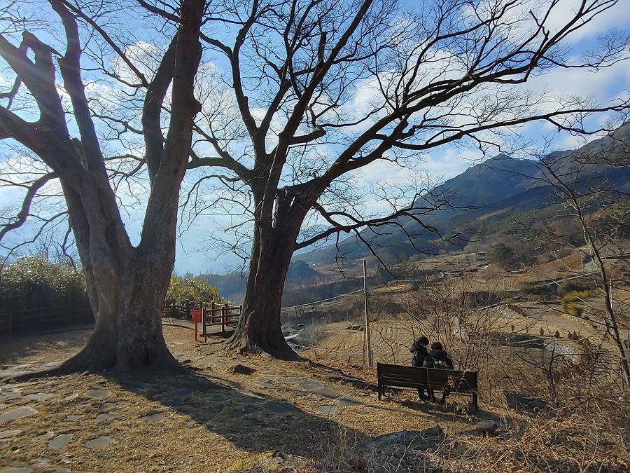 지리산 둘레길 3코스(인월-금계) 창원마을에서 인월방향으로 올라가면 바로 만나게 되는 느티나무 두그루. 제일 멋있는 풍경이었다.