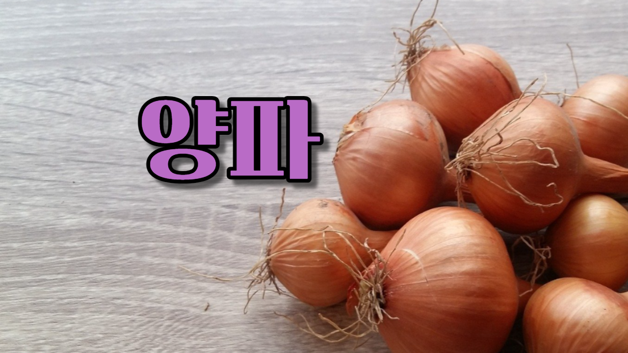  양파