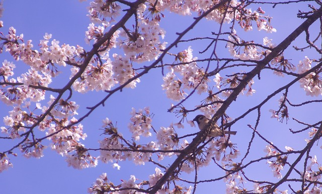 경기도 벚꽃 명소 추천