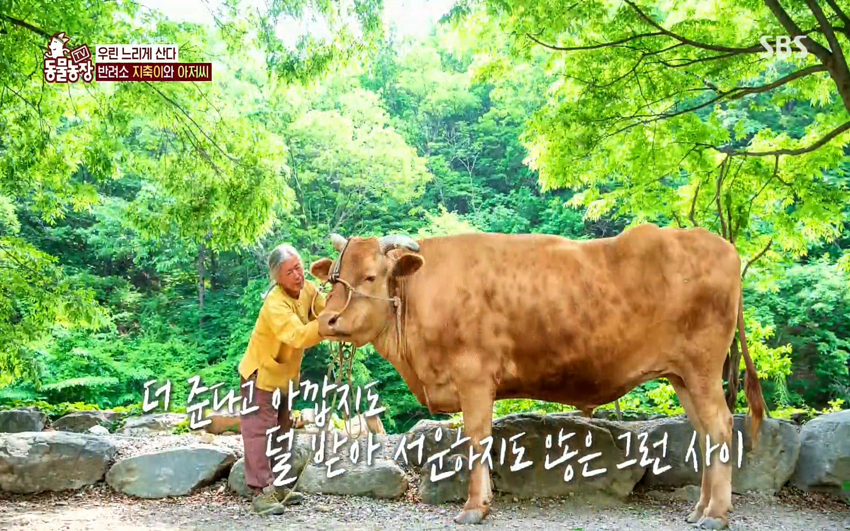 TV 동물농장.E1074.220619p.H264-F1RST.mp4_20220619_182116.060.jpg