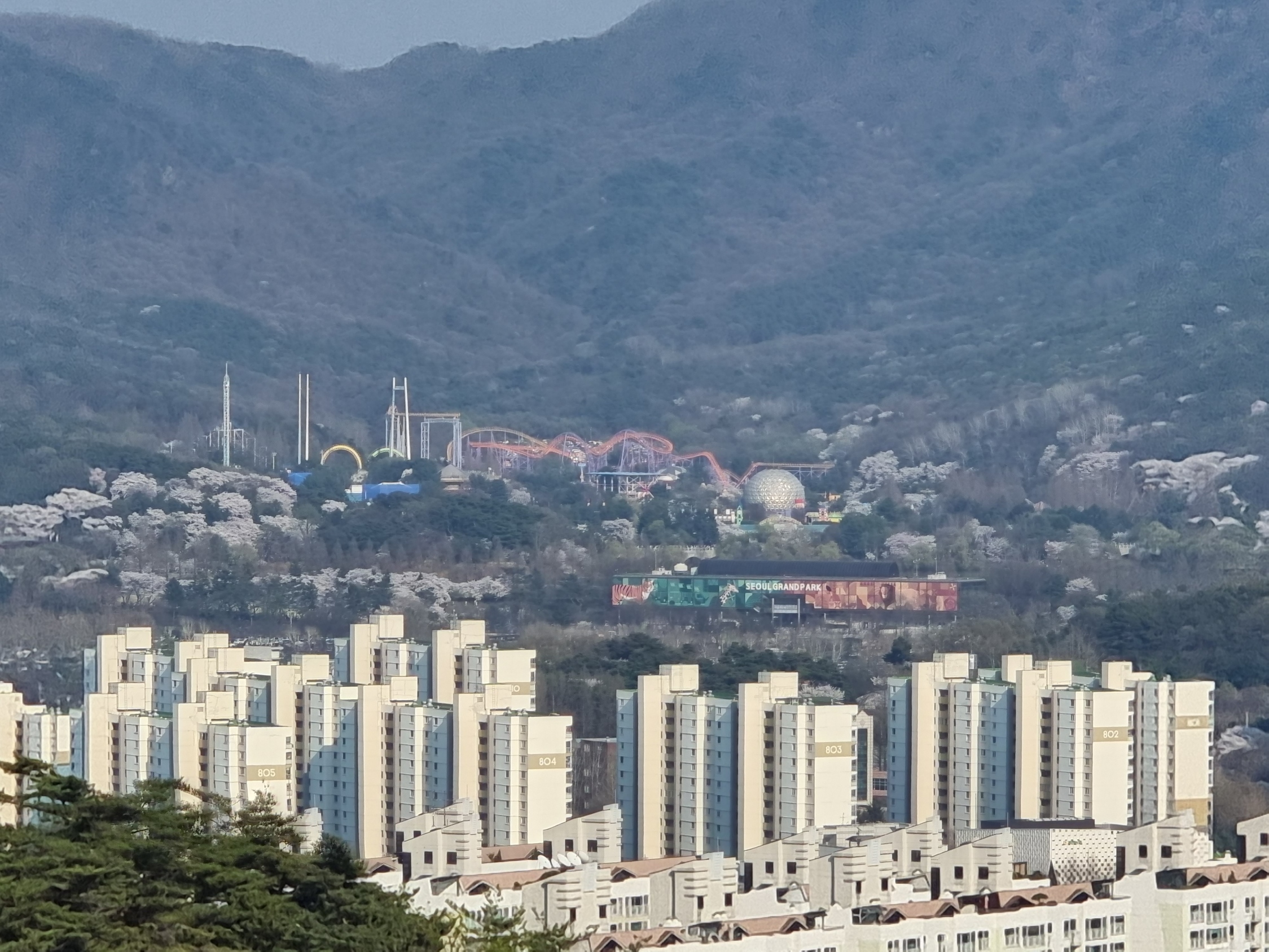 관악산 벚꽃 명소, 서울대공원 벚꽃 시기, 벚꽃 사진 잘 찍는 법, 갤럭시 S21 울트라 후기