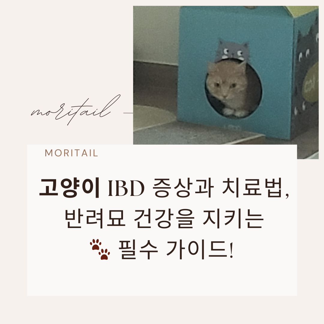 고양이 IBD 증상