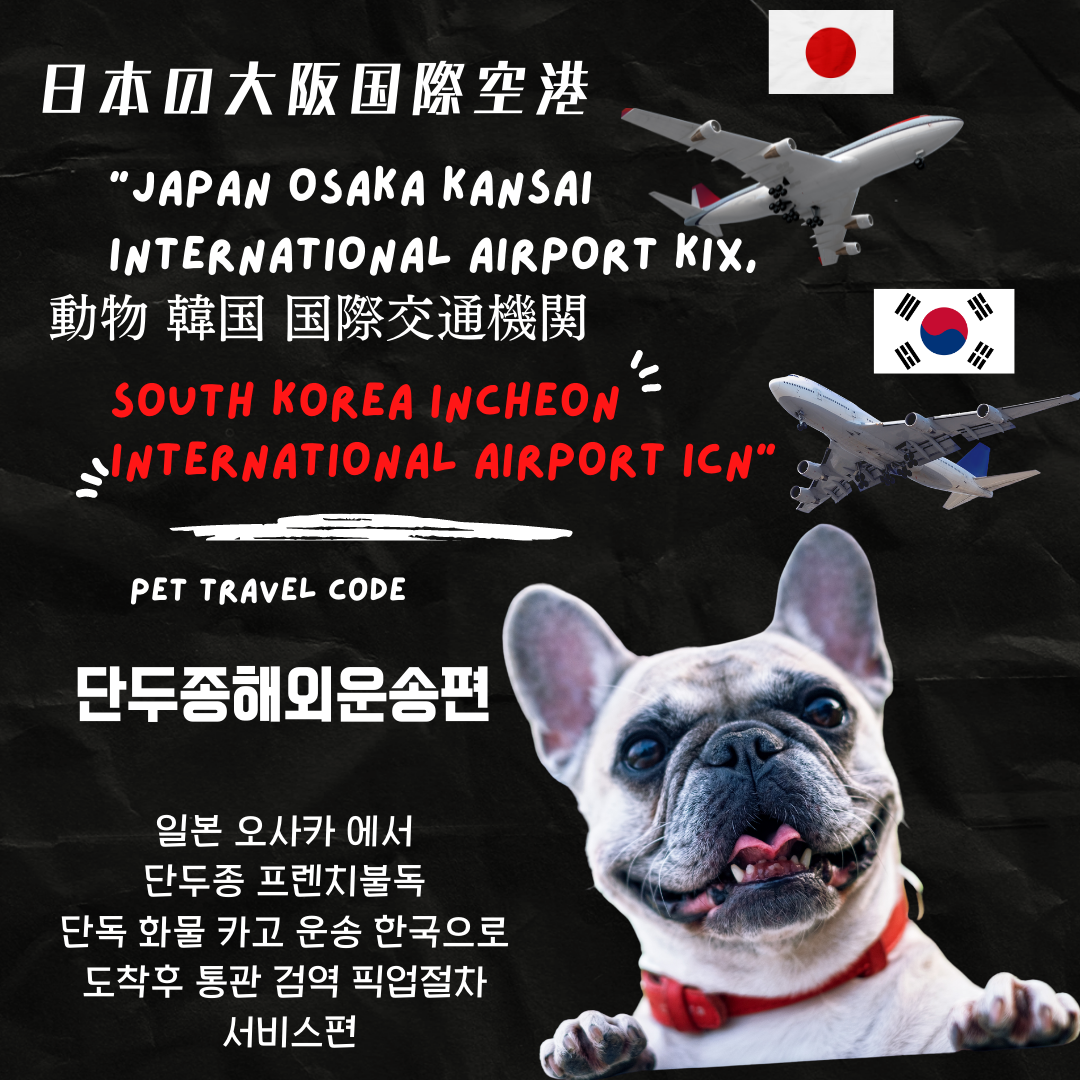  일본 오사카 간사이 에서 단두종 프렌치불독 강아지 고양이 한국 운송 반려동물 해외운송 반려견 국제 운송 애견 애묘  한국검역 통관 세관 픽업 Dog Cat JAPAN International Transport Service
