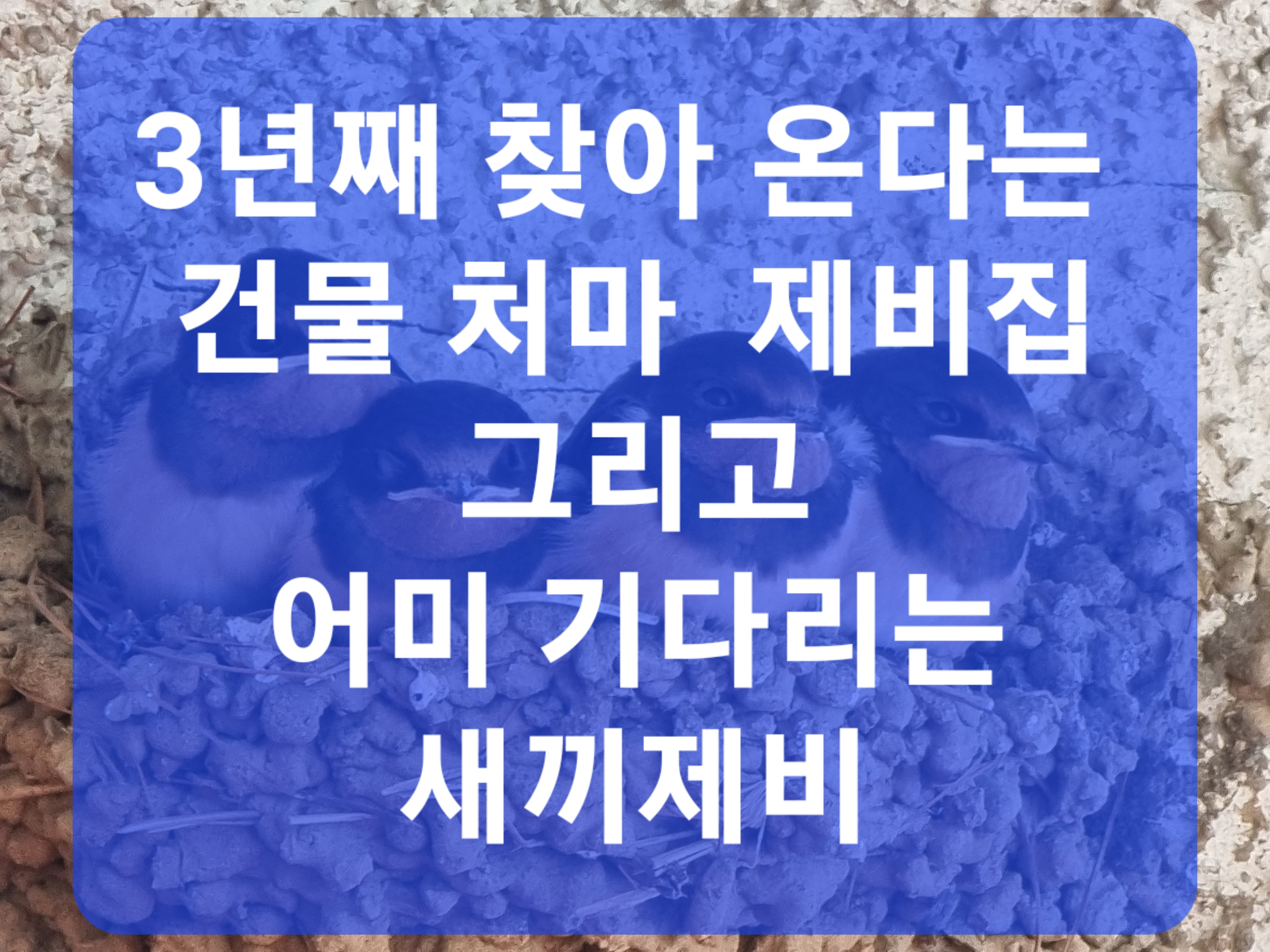 아현동 돼지슈퍼