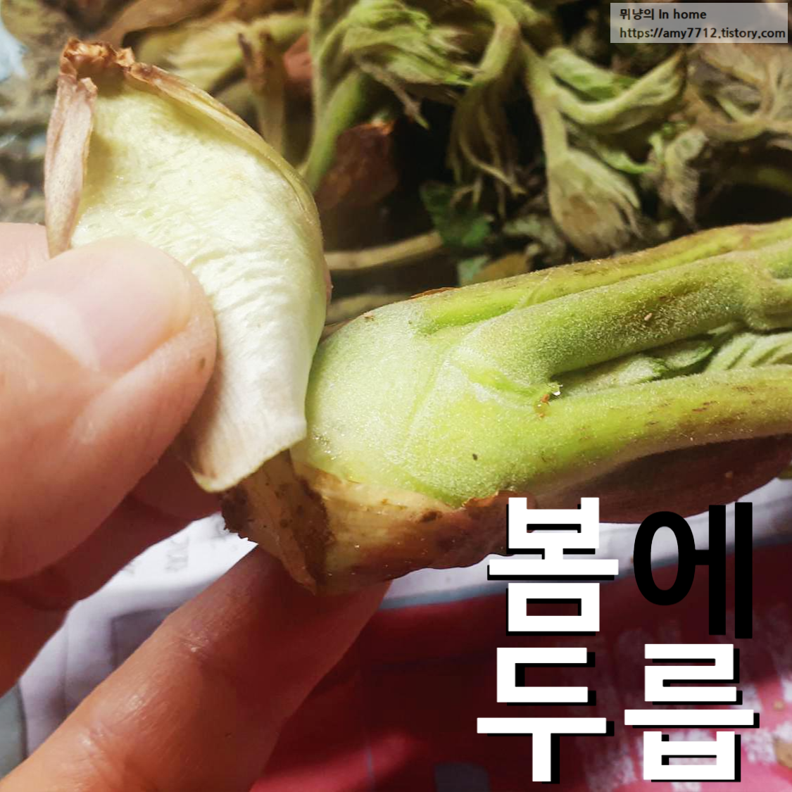 봄철 피로를 날려줄 두릅, 손질과 데치기