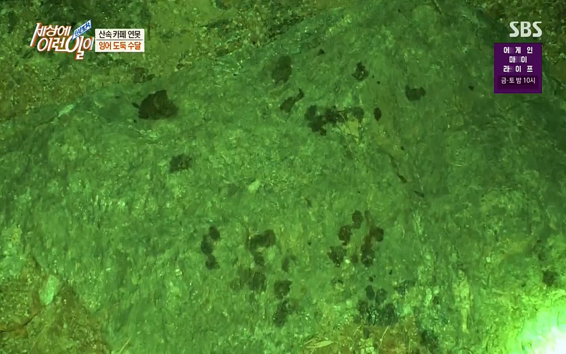 순간포착 세상에 이런일이.E1175.220413p-NEXT.mp4_20220413_175831.260.jpg