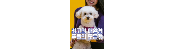 푸들의 역사&#44; 종류&#44; 특징&#44; 분양사기&#44; 주의사항 섬네일