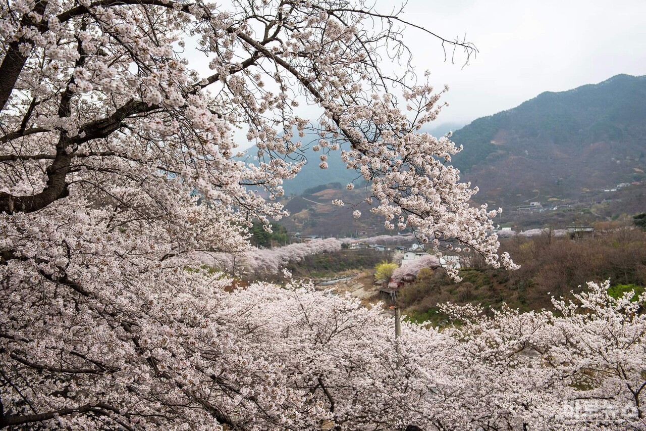 하동-쌍계사