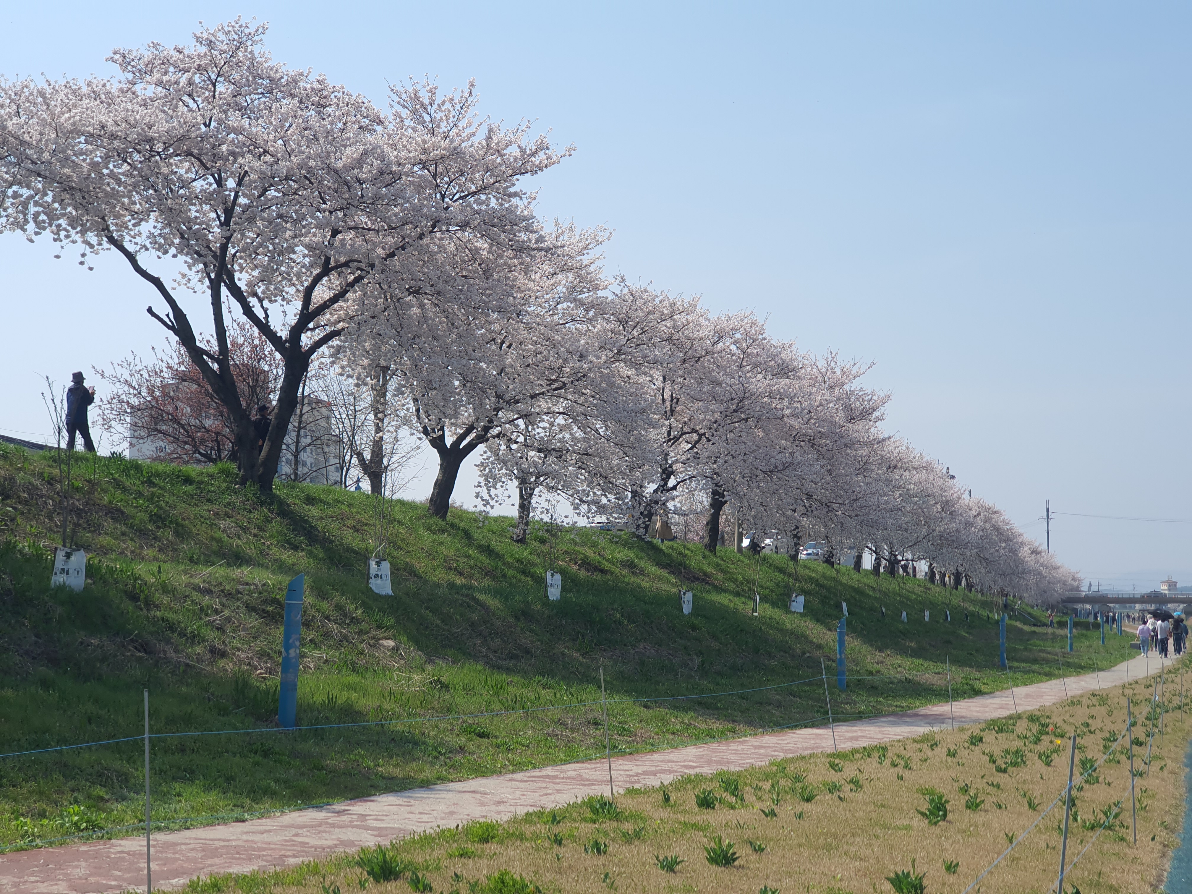 서산 벚꽃 명소 해미천, 산책 루트 사진 찍기 좋은 포인트