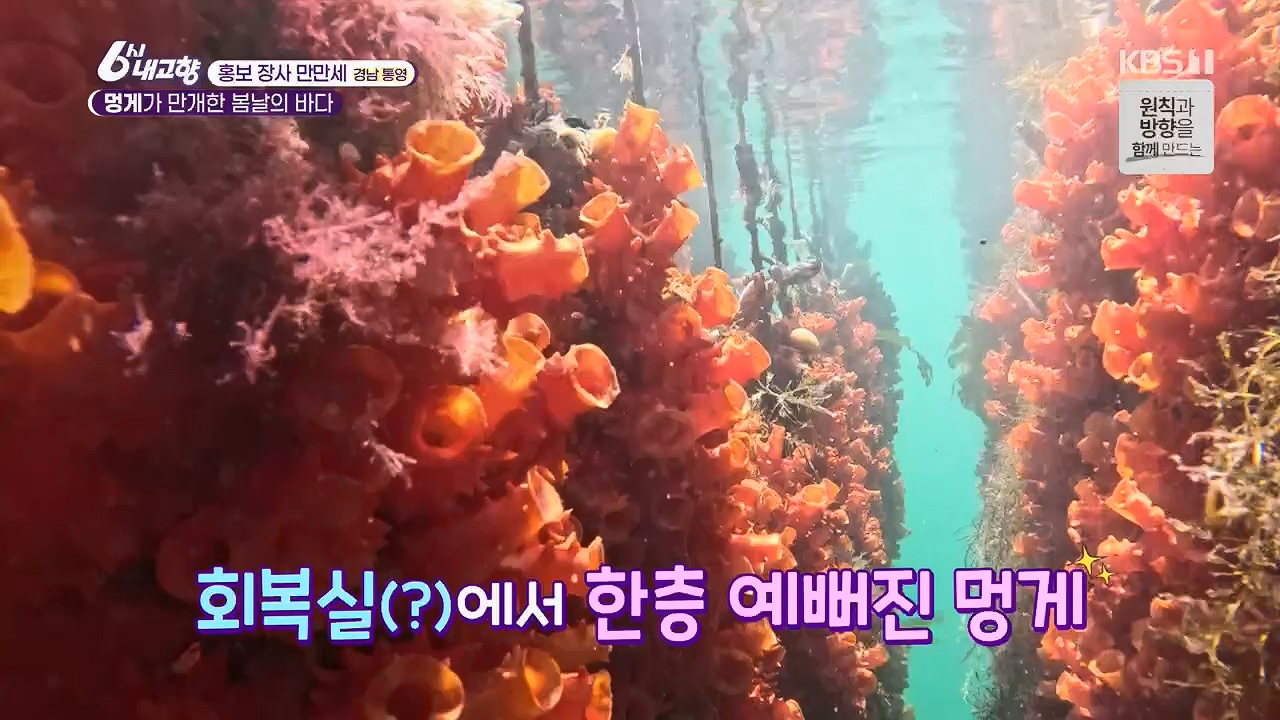 6시 내고향.E7779.230503p.H264-F1RST.mp4_20230505_183310.036.jpg