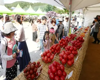 퇴촌 토마토 축제_10