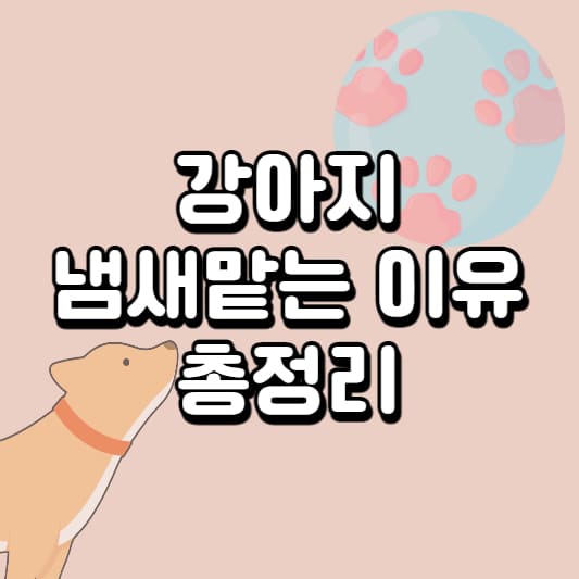 강아지 냄새 맡는 이유
강아지 냄새 원인
강아지 냄새맡는 원인
강아지 냄새 확인