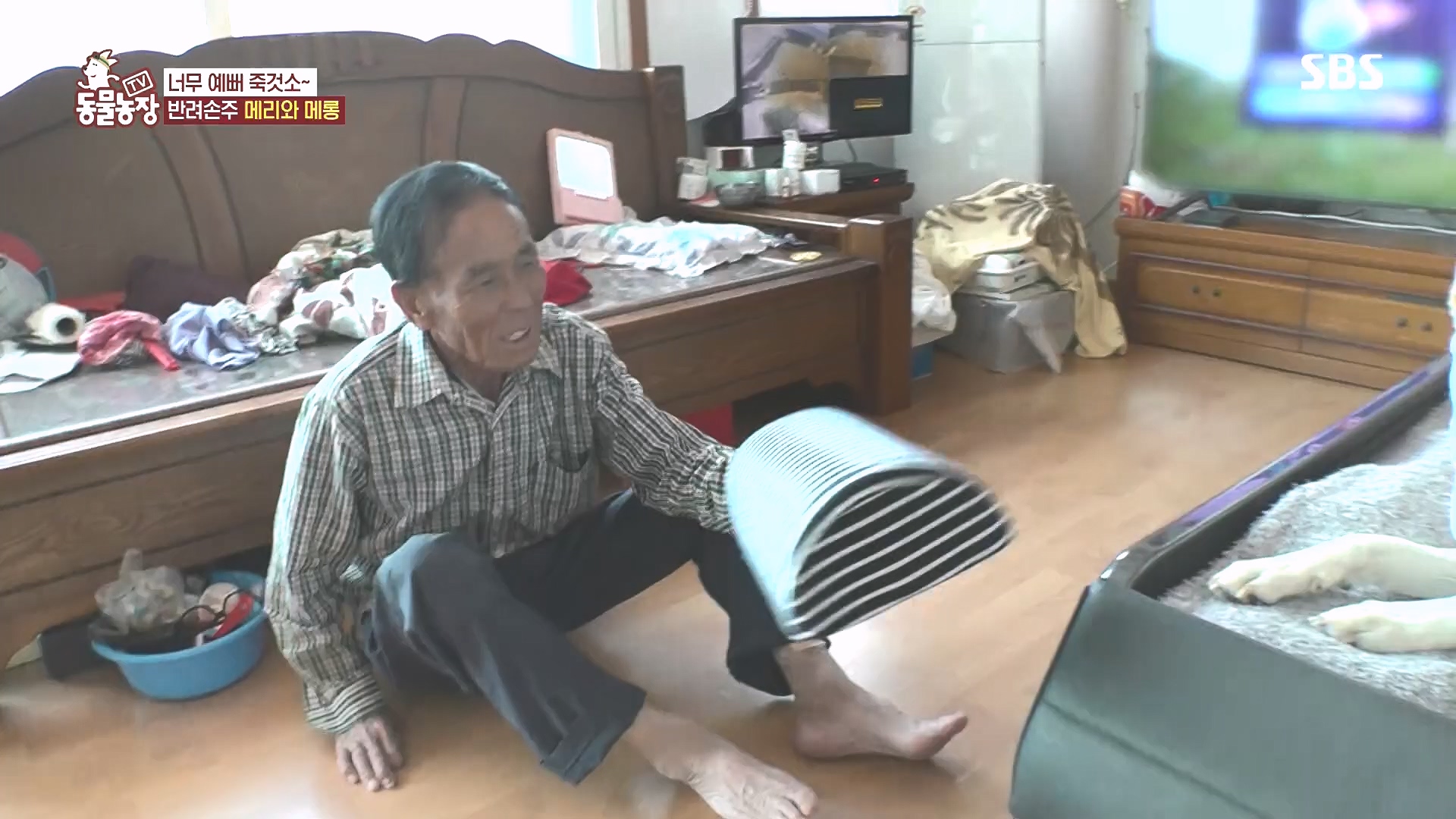TV 동물농장.E1185.240818p.H264-F1RST.mp4_20240818_161556.863.jpg