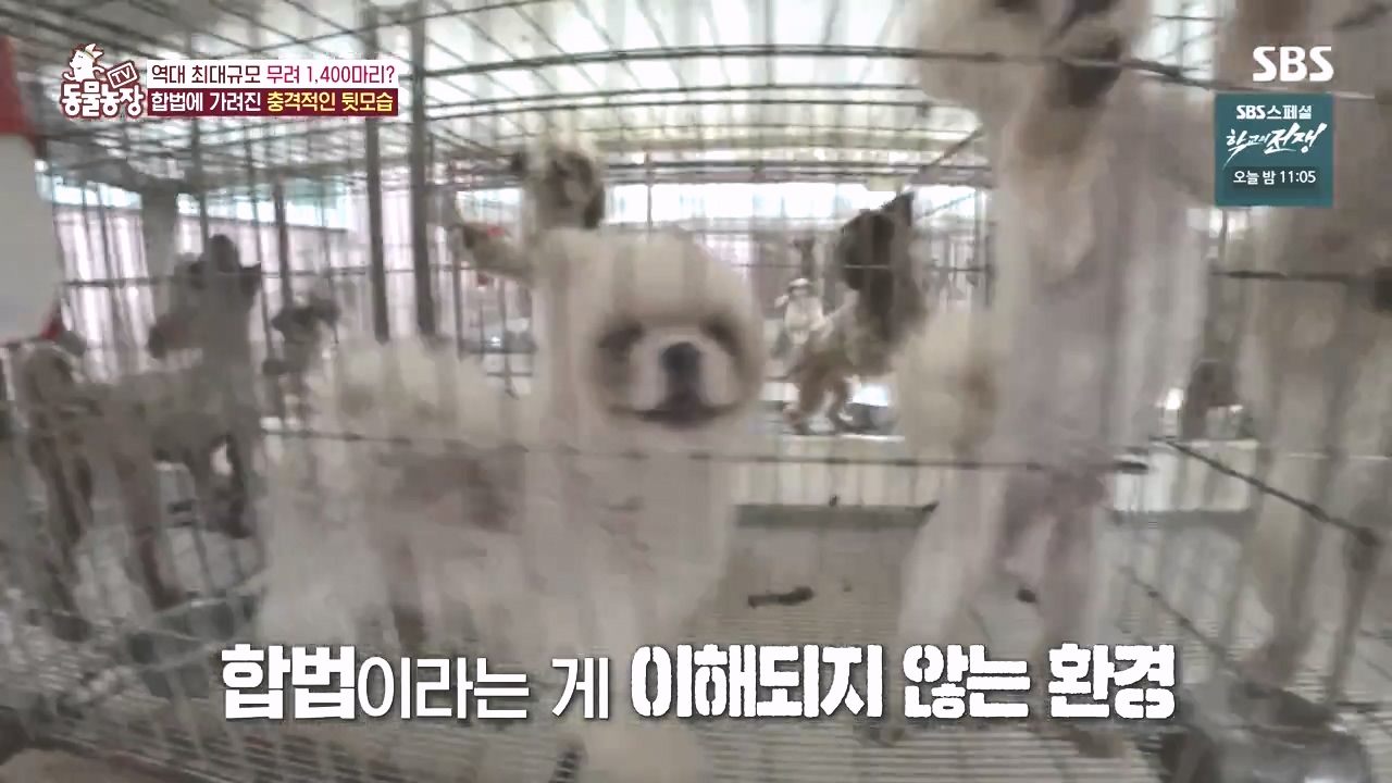 TV 동물농장.E1142.231023p-NEXT.mp4_20231022_172109.697.jpg