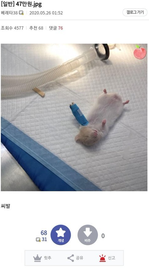  햄스터 치료비 47만원 댓글 레전드ㅋㅋㅋ.jpg