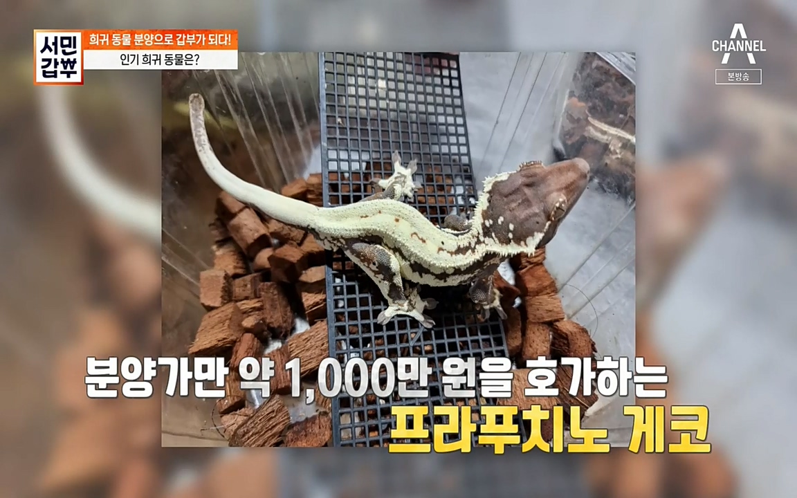 서민 갑부.E381.220431p-NEXT.mp4_20220501_174240.157.jpg