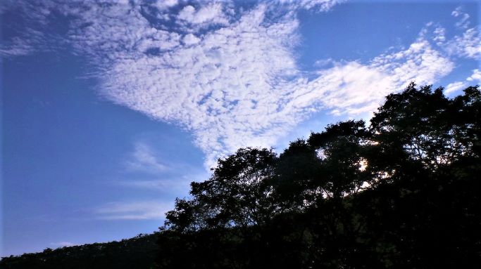 푸른 하늘&#44; 새털 구름&#44; 검게 나온 나무 실루엣&#44; 역광&#44;