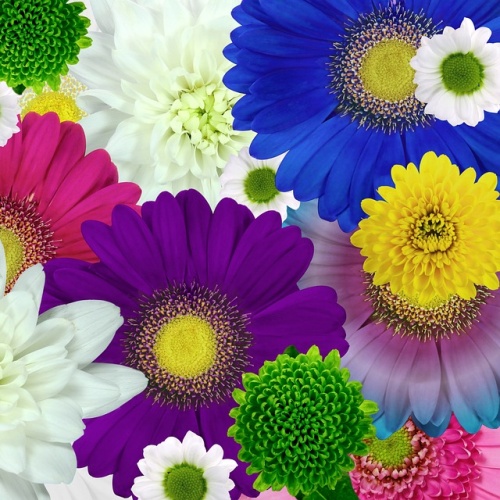 여러 색의 국화꽃이 있는 사진