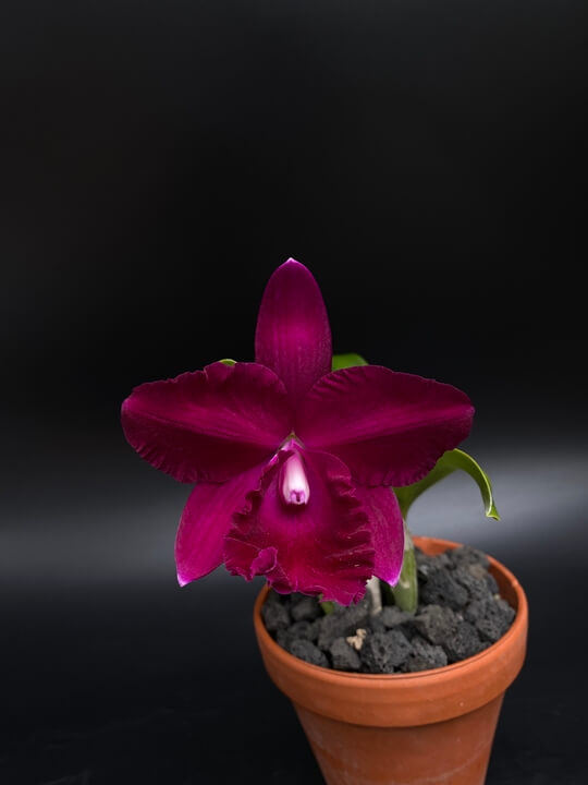 Cattleya Ruby Ace &#39;Abe&#39; 꽃 사진