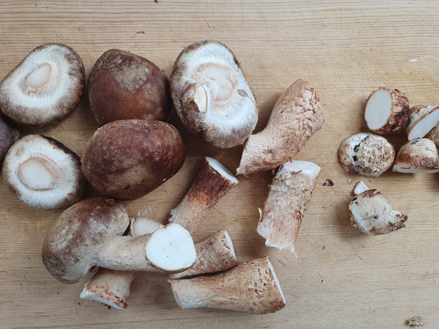 송화버섯 효능 송화버섯 보관방법 관리방법