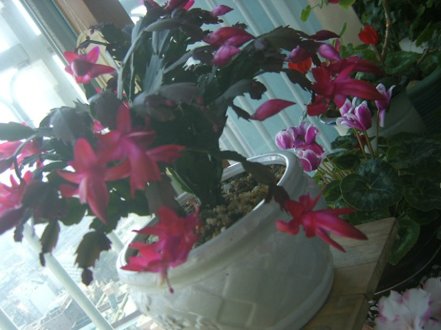 봄처럼 화사한 나의 놀이터 배란다정원 11