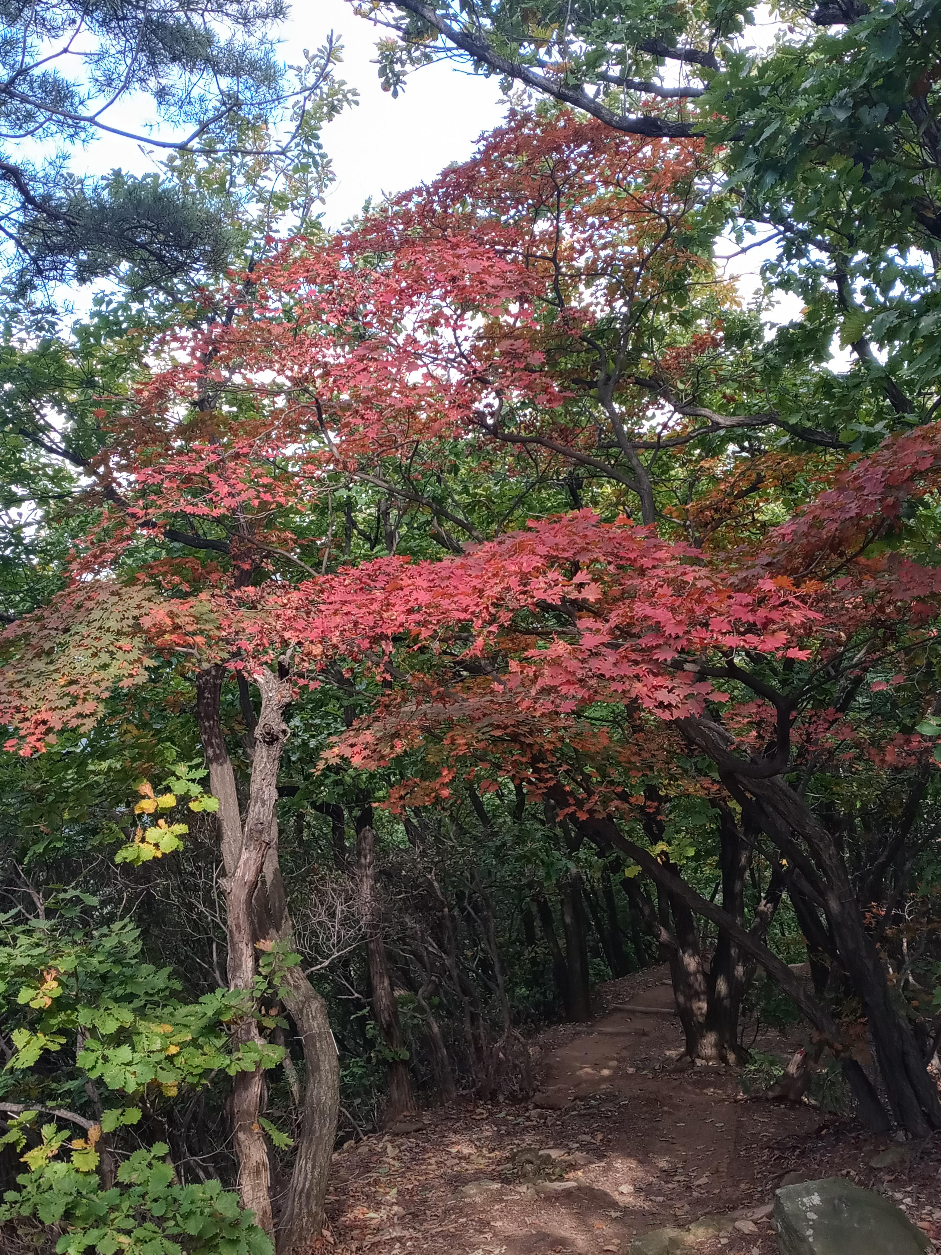 정안국사봉 이미지