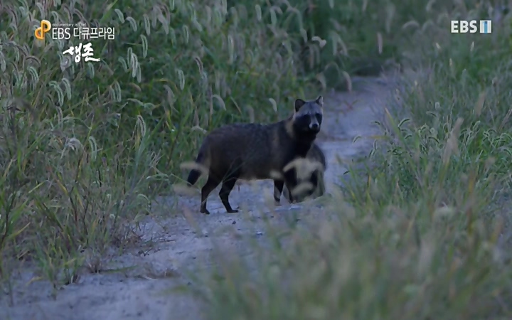 EBS 다큐프라임_ 220628.avi_20220629_210213.415.jpg