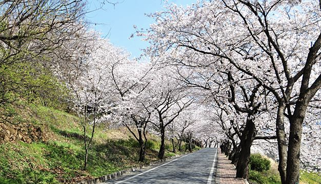 하동 횡천은 왜 좋은 벚꽃 감상지인가?