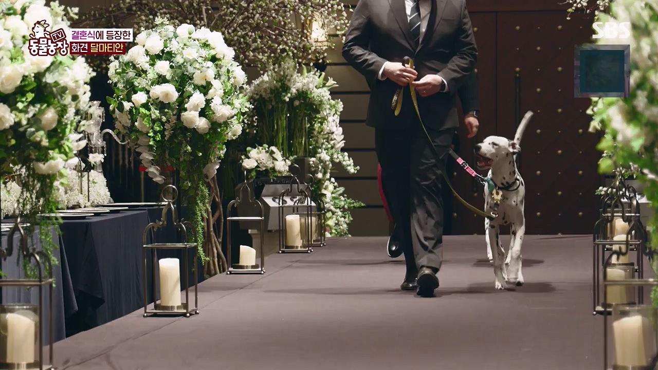 TV 동물농장.E1175.240610p-NEXT.mp4_20240609_160224.310.jpg