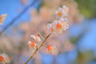 벚꽃 이미지 -12