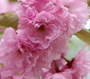 5월-9일-탄생화-겹벚꽃