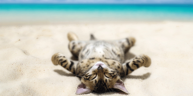 고양이모래-벤토나이트