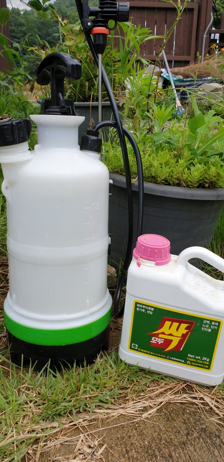 고추 ...모두싹 살포 물에 잠긴 19