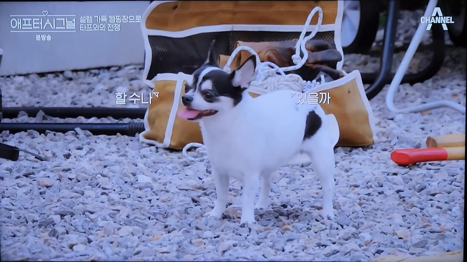 빵이