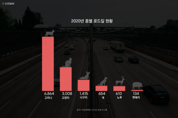   고라니 로드킬 우리나라가 최고 수준인 이유