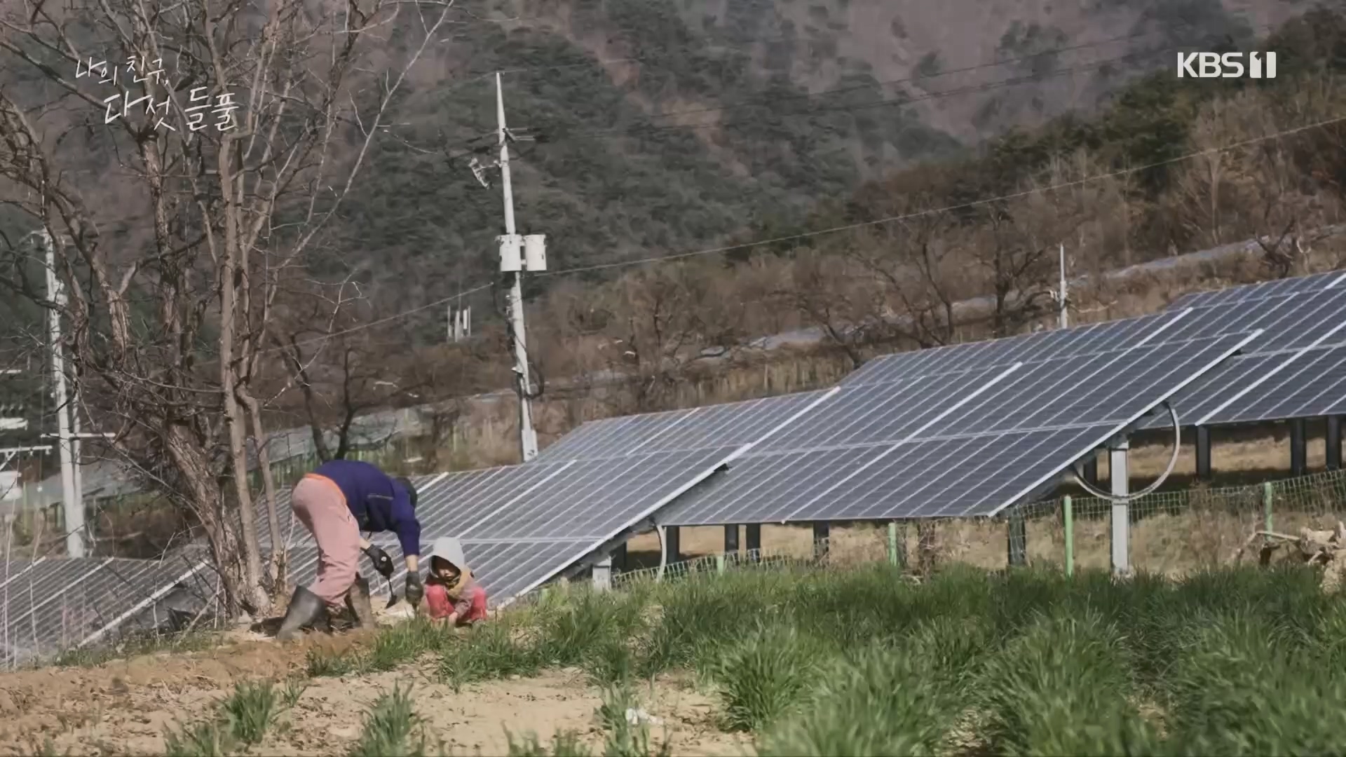 특집 다큐 나의 친구, 다섯 들풀.240119p.H264-F1RST.mp4_20240121_151732.980.jpg