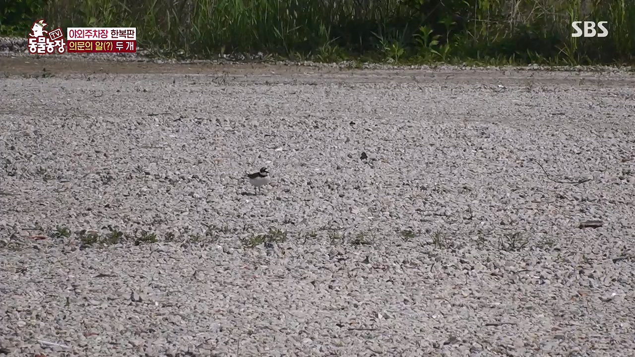 TV 동물농장.E1176.240617p-NEXT.mp4_20240616_171029.664.jpg