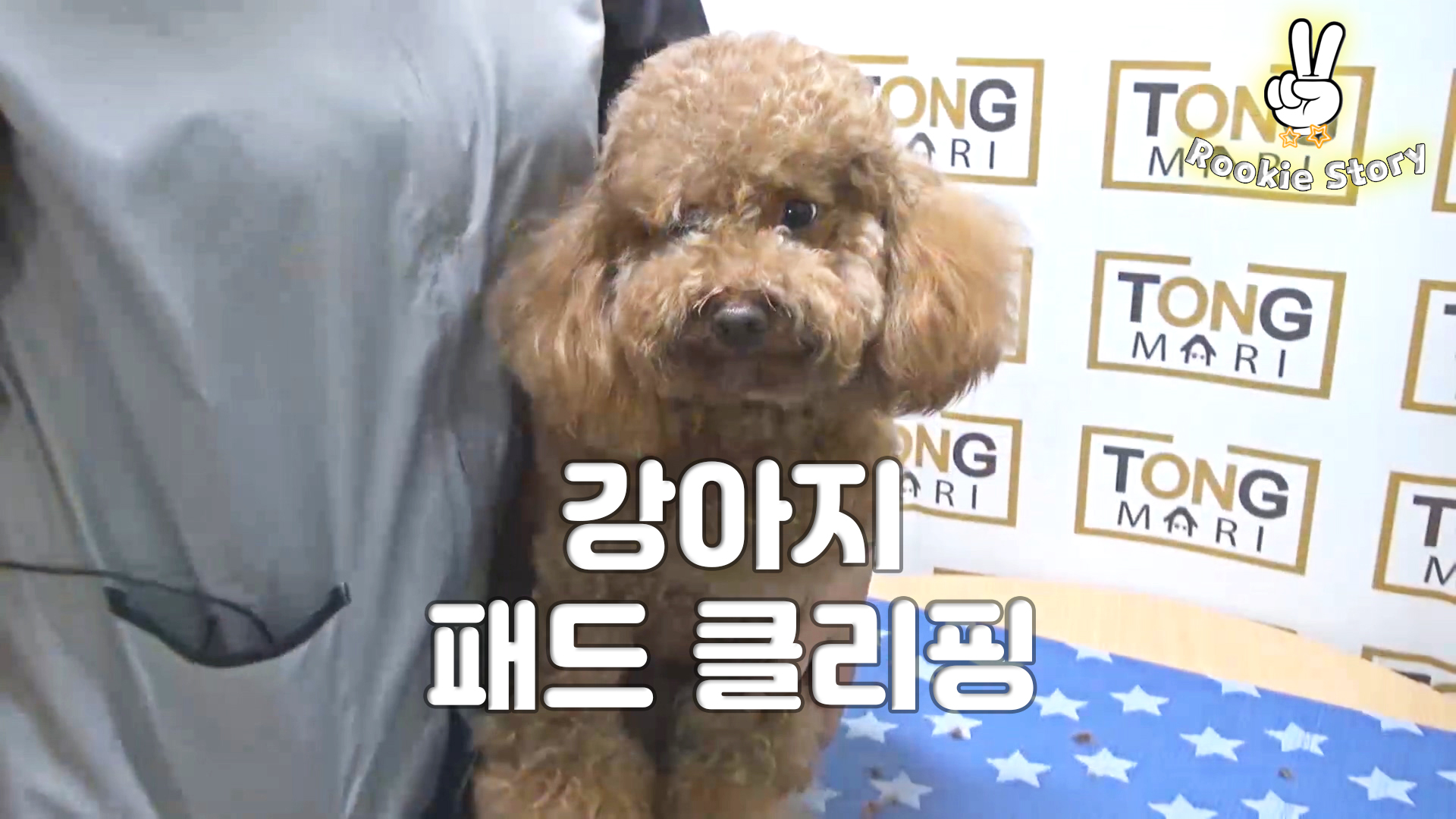  애견 셀프 미용 강아지 패드 발바닥 바리깡 클리핑 털 밀기