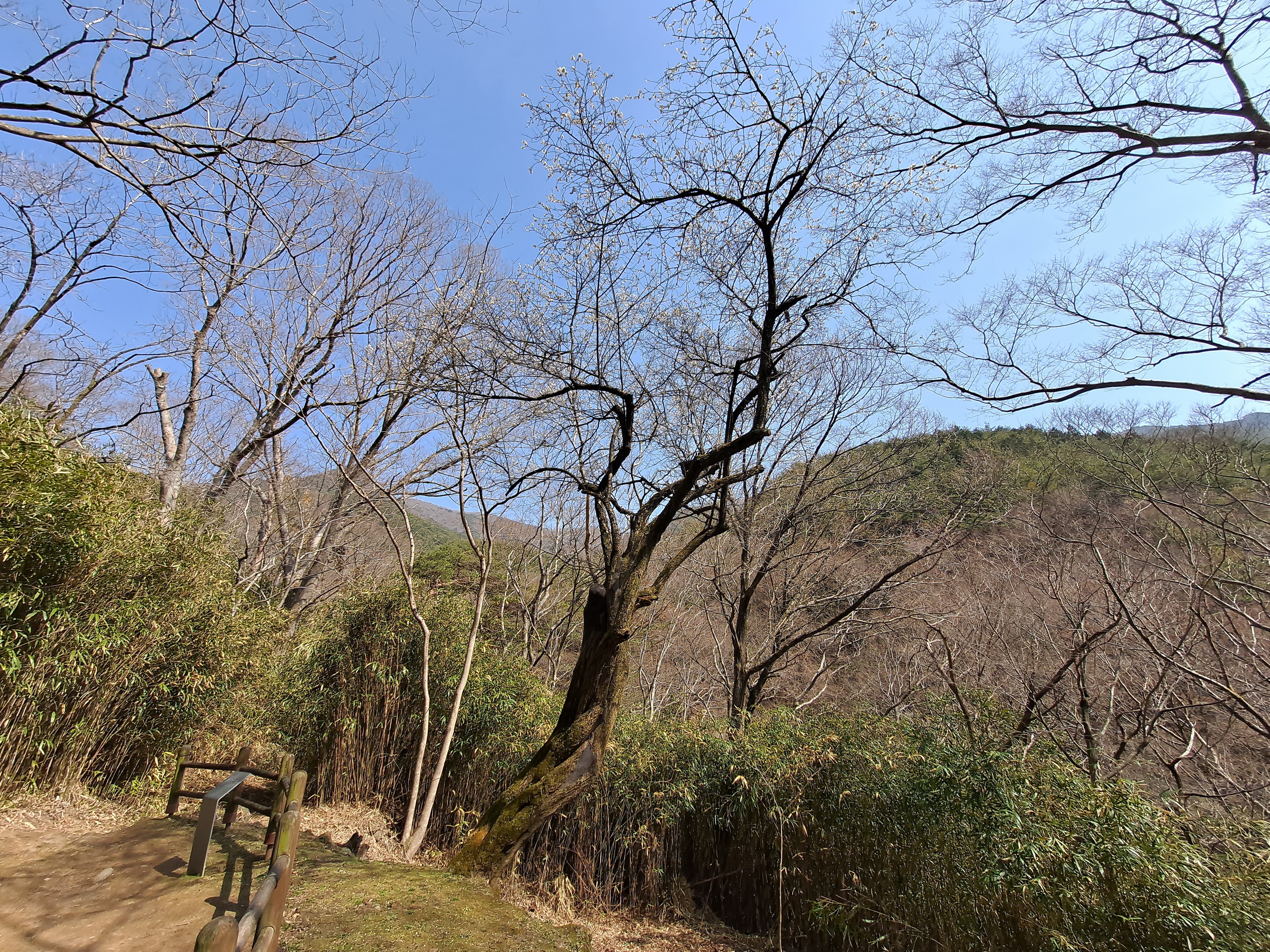  구례 화엄사 매화&먹거리