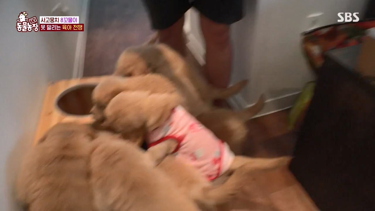 TV 동물농장.E1132.230807p-NEXT.mp4_20230806_164219.039.jpg