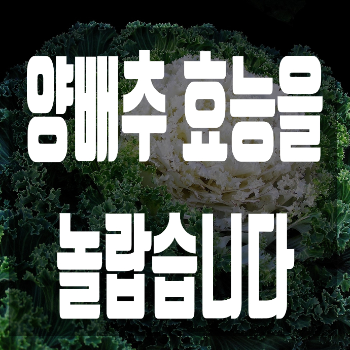  양배추 효능  놀랍습니다