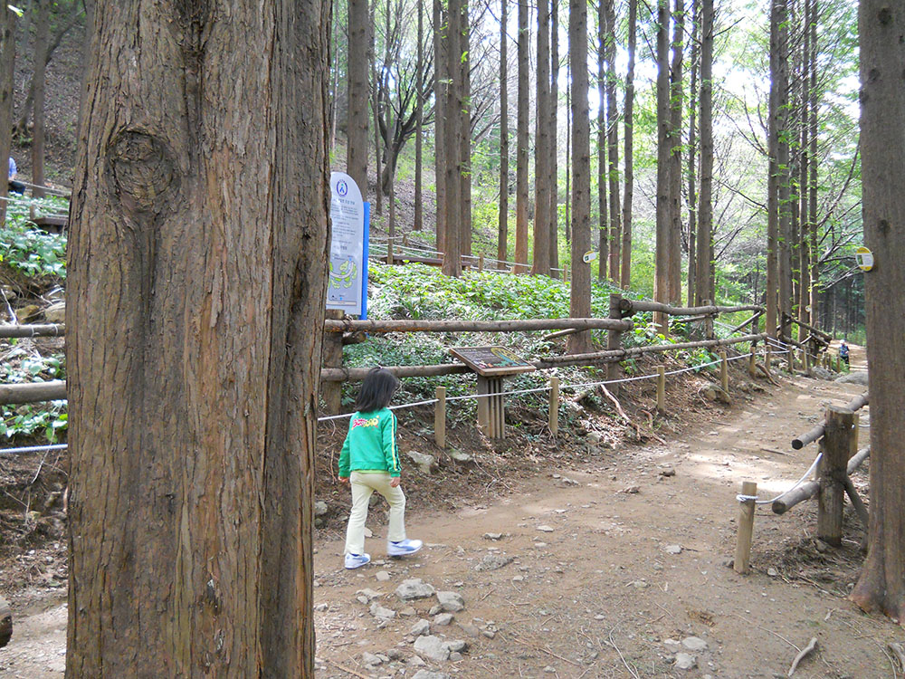 서대문구 안산자락길(AnsanJarakgil) 메타세쿼이아(Metasequoia)