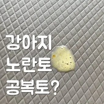 강아지 공복 토 원인_18