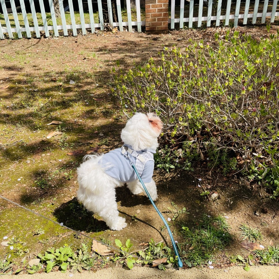 옷 쇼핑몰 강아지옷 쇼핑몰예쁜 25