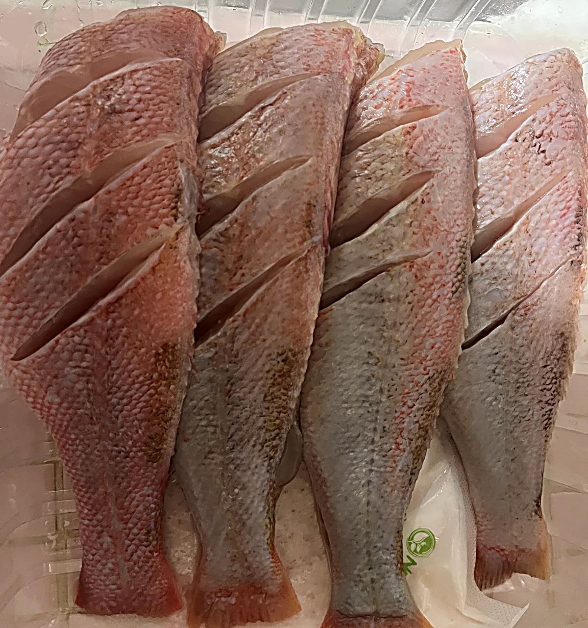 칼집볼락