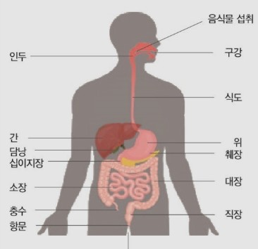  (의학용어) 소화기계 용어