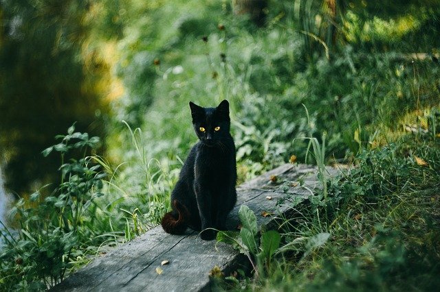  검은 고양이가 나오는 꿈